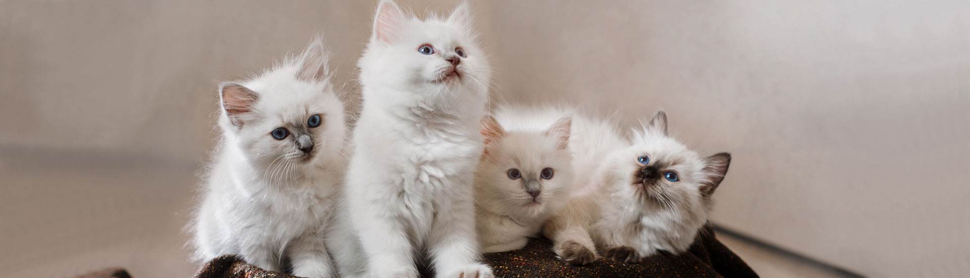 Boarding kennel, dogs, cats, pet sitting. Mechanicsburg, Pennsylvania