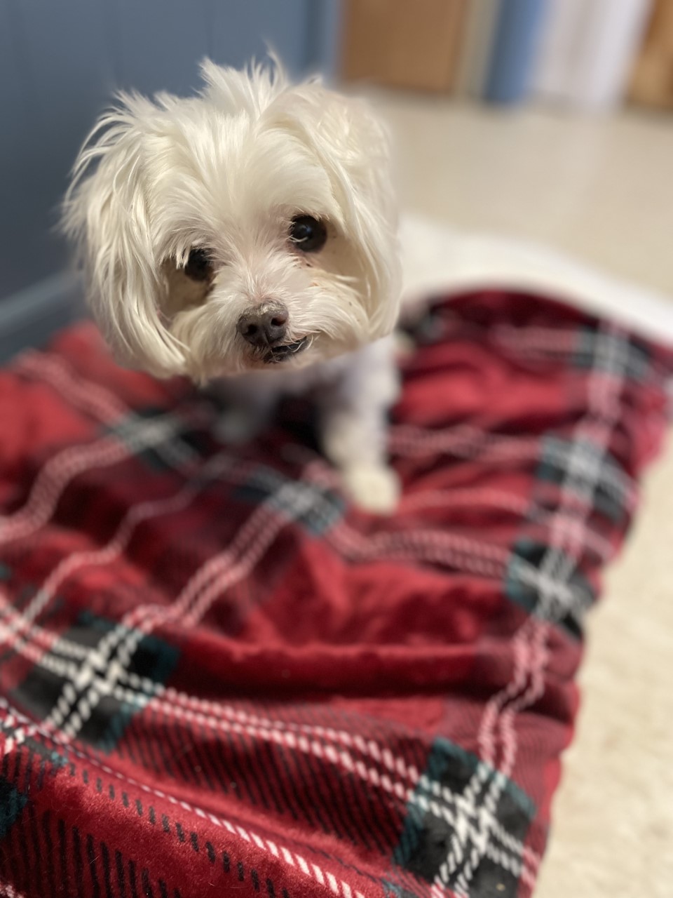 Boarding kennel, dogs, cats, pet sitting. Mechanicsburg, Pennsylvania