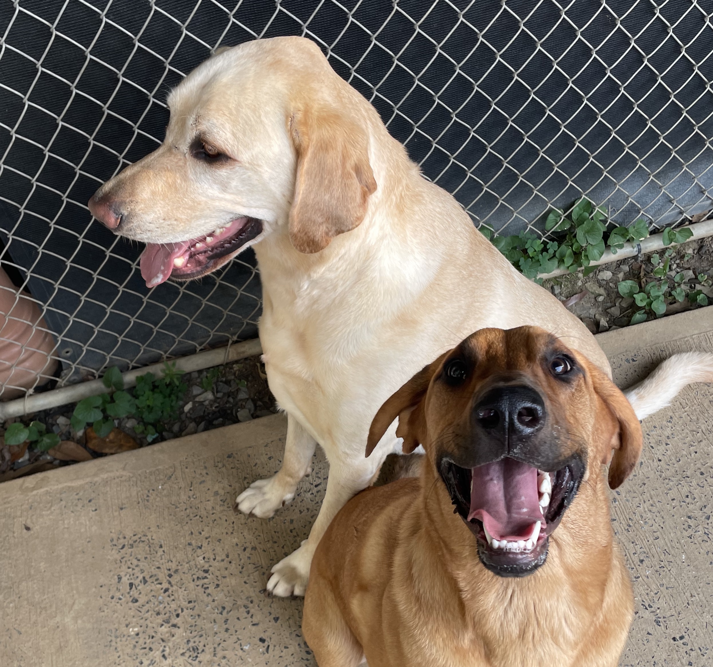 Boarding kennel, dogs, cats, pet sitting. Mechanicsburg, Pennsylvania