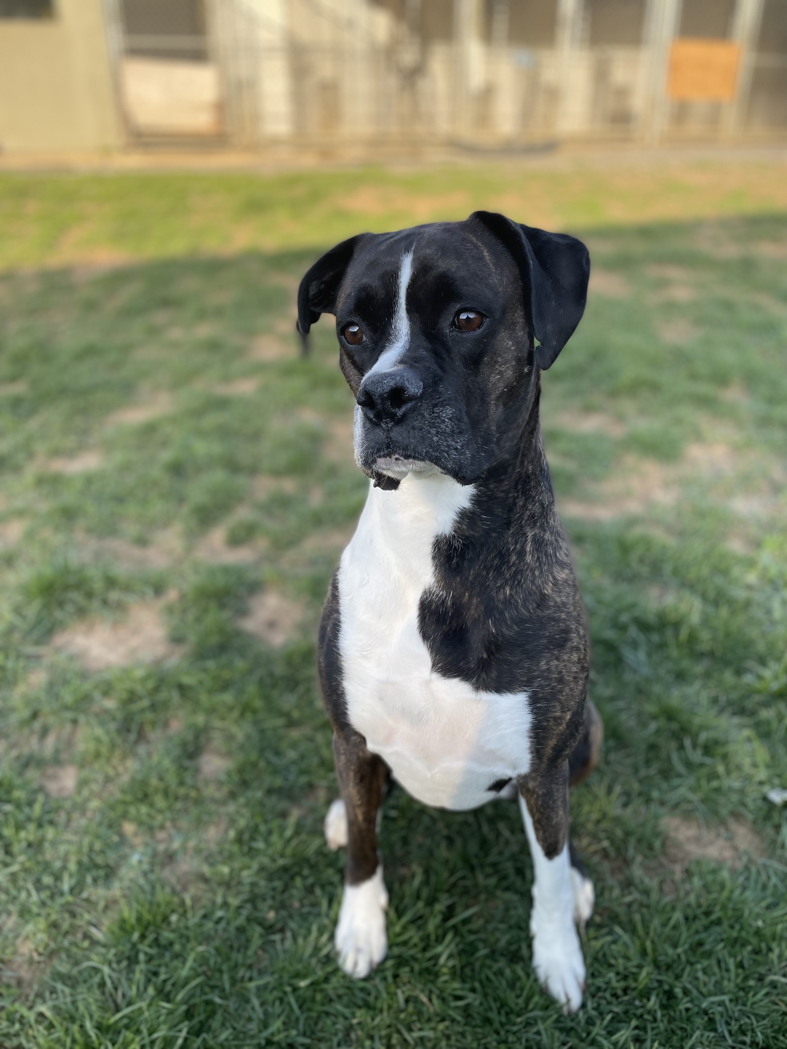 Boarding kennel, dogs, cats, pet sitting. Mechanicsburg, Pennsylvania