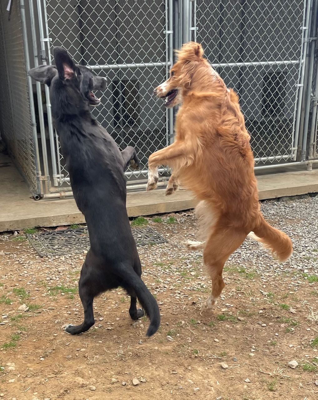 Boarding kennel, dogs, cats, pet sitting. Mechanicsburg, Pennsylvania