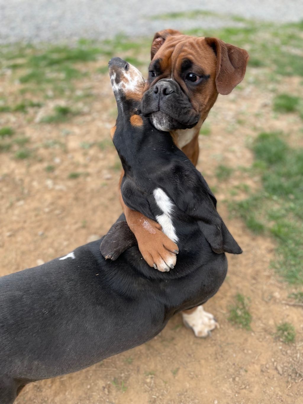 Boarding kennel, dogs, cats, pet sitting. Mechanicsburg, Pennsylvania